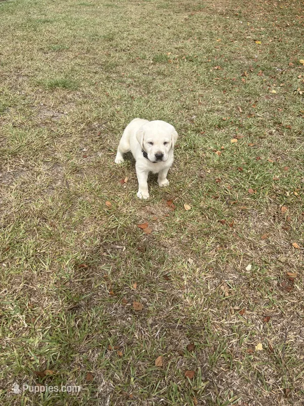 Scout – Labrador Retriever puppy for sale in Pamplico, SC