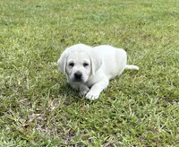 Rambo, a male Labrador Retriever for sale in Pamplico, SC – 2 of 6