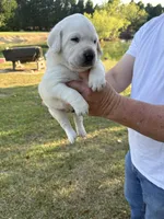 Scout, a male Labrador Retriever for sale in Pamplico, SC – 7 of 9