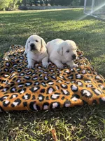 Roxanne , a female Labrador Retriever for sale in Pamplico, SC – 4 of 6