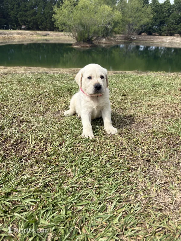 Roxanne  – Labrador Retriever puppy for sale in Pamplico, SC