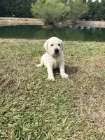 Lily Rose, a female Labrador Retriever for sale in Pamplico, SC – 1 of 5