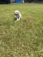 Rambo, a male Labrador Retriever for sale in Pamplico, SC – 4 of 6