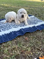 Scout, a male Labrador Retriever for sale in Pamplico, SC – 6 of 9