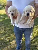 Lady, a female Labrador Retriever for sale in Pamplico, SC – 2 of 4