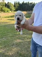 Jack, a male Labrador Retriever for sale in Pamplico, SC – 2 of 4