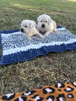Scout, a male Labrador Retriever for sale in Pamplico, SC – 5 of 9
