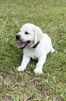 Rambo, a male Labrador Retriever for sale in Pamplico, SC – 1 of 6