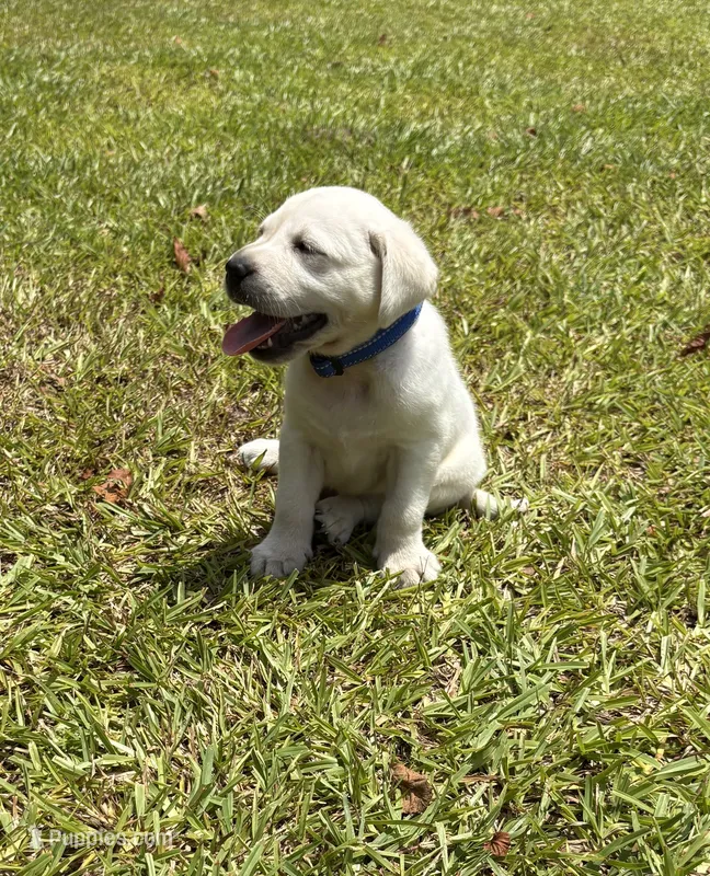 Jack Jack – Labrador Retriever puppy for sale in Pamplico, SC
