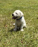 Jack Jack, a male Labrador Retriever for sale in Pamplico, SC – 1 of 5
