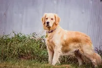 processed/0c887e82-b737-4e88-92d8-aaf17a8e3530/facility/384dbaed-fd07-4d1d-bc92-8d75c324e14f