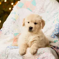 Alps, a male Golden Retriever for sale in Washington, KS – Photo 6 of 9