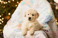 Alps, a male Golden Retriever for sale in Washington, KS – Photo 6 of 9