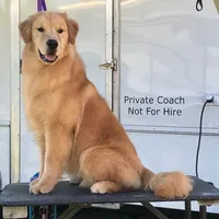 Alps, a male Golden Retriever for sale in Washington, KS – Photo 9 of 9