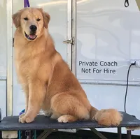 Alps, a male Golden Retriever for sale in Washington, KS – Photo 9 of 9