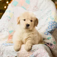 Alps, a male Golden Retriever for sale in Washington, KS – Photo 5 of 9