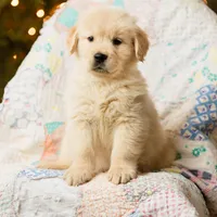 Alps, a male Golden Retriever for sale in Washington, KS – Photo 3 of 9