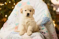 Alps, a male Golden Retriever for sale in Washington, KS – Photo 1 of 9