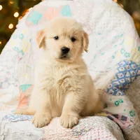 Alps, a male Golden Retriever for sale in Washington, KS – Photo 4 of 9
