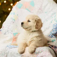 Alps, a male Golden Retriever for sale in Washington, KS – Photo 7 of 9