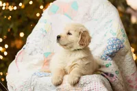 Alps, a male Golden Retriever for sale in Washington, KS – Photo 7 of 9