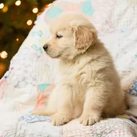 Alps, a male Golden Retriever for sale in Washington, KS – Photo 2 of 9