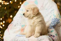 Alps, a male Golden Retriever for sale in Washington, KS – Photo 2 of 9