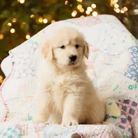 Andes, a female Golden Retriever for sale in Washington, KS – Photo 4 of 8