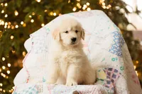 processed/0c887e82-b737-4e88-92d8-aaf17a8e3530/listing/c49e50a3-c3bd-4e5f-97f2-989f639e4b2b/4c4081f1-48f7-4018-87bc-ec80b7801646