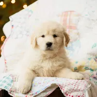 Andes, a female Golden Retriever for sale in Washington, KS – Photo 3 of 8