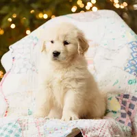 Andes, a female Golden Retriever for sale in Washington, KS – Photo 6 of 8
