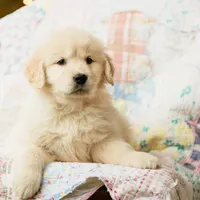 Andes, a female Golden Retriever for sale in Washington, KS – Photo 2 of 8