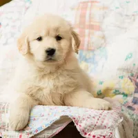 Andes, a female Golden Retriever for sale in Washington, KS – Photo 1 of 8