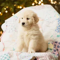 Andes, a female Golden Retriever for sale in Washington, KS – Photo 5 of 8
