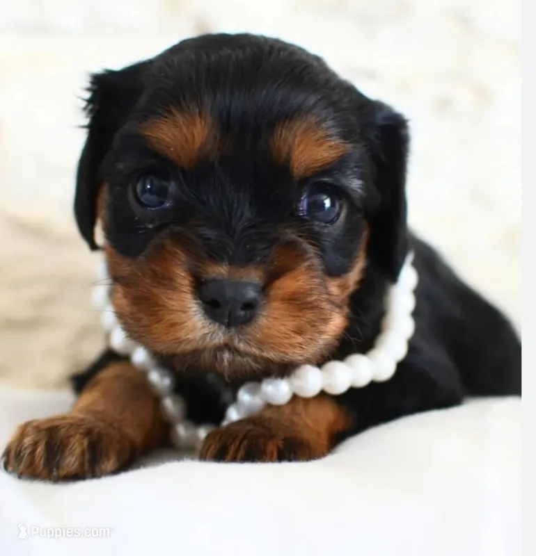 AKC Lily – Cavalier King Charles Spaniel puppy for sale in Whitehall, MT
