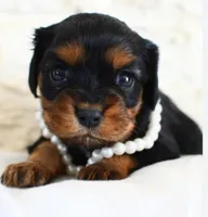 AKC Lily, a female Cavalier King Charles Spaniel for sale in Whitehall, MT – Photo 1 of 2