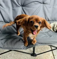 AKC Ruby, a female Cavalier King Charles Spaniel for sale in Whitehall, MT – 1 of 2