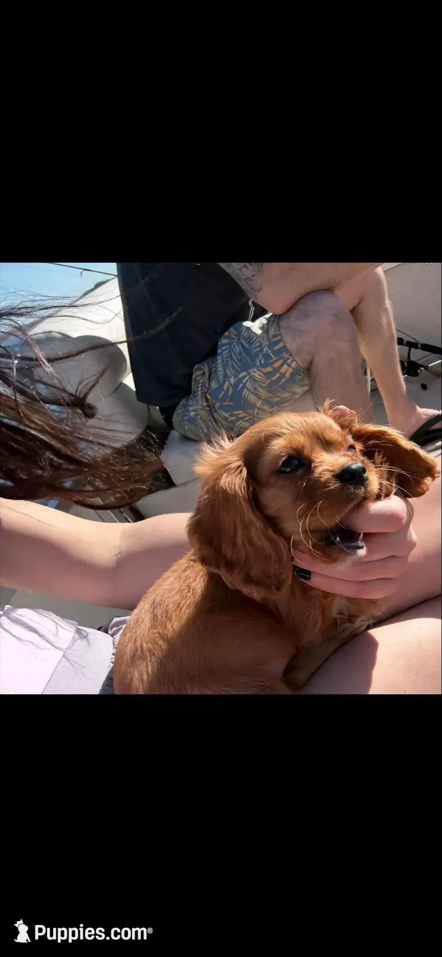 AKC Ruby, a female Cavalier King Charles Spaniel for sale in Whitehall, MT – Photo 2 of 2