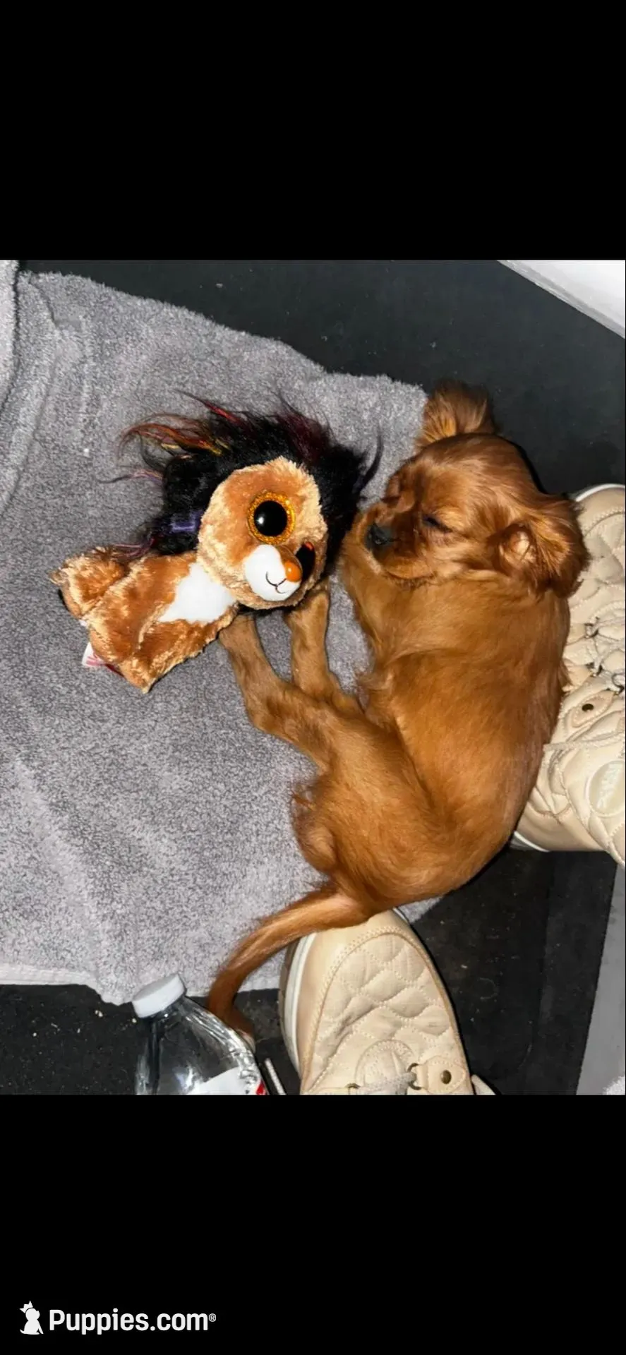 AKC Ruby – Cavalier King Charles Spaniel puppy for sale in Whitehall, MT