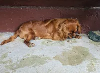 AKC Ruby, a female Cavalier King Charles Spaniel for sale in Whitehall, MT – 2 of 2