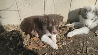 Banjo, a male Australian Shepherd for sale in Toledo, OH – Photo 2 of 2