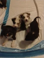 Squirrel , a male Australian Shepherd for sale in Toledo, OH – Photo 2 of 10