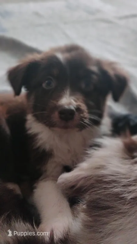 Squirrel , a male Australian Shepherd for sale in Toledo, OH – Photo 1 of 10