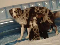 Squirrel , a male Australian Shepherd for sale in Toledo, OH – Photo 4 of 10