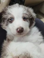 Benji, a male Australian Shepherd for sale in Toledo, OH – Photo 1 of 2