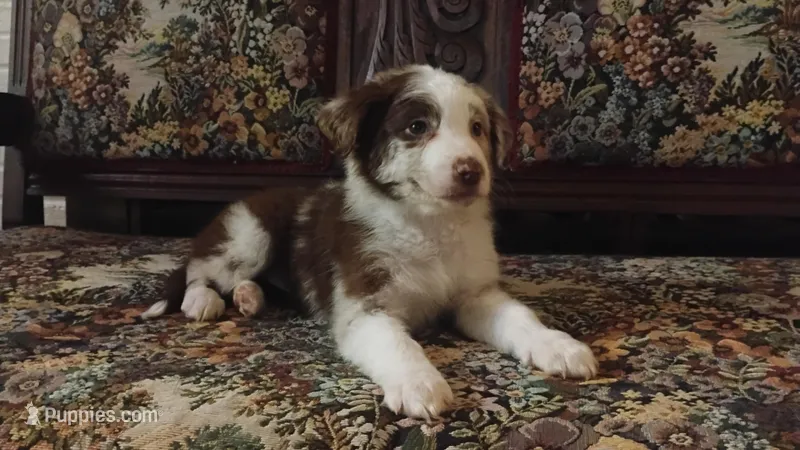 Lola , a male Australian Shepherd for sale in Toledo, OH – Photo 1 of 1