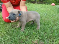Tugger, a male Cane Corso for sale in Durant, OK – Photo 3 of 4