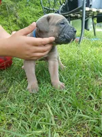 Tugger, a male Cane Corso for sale in Durant, OK – Photo 4 of 4
