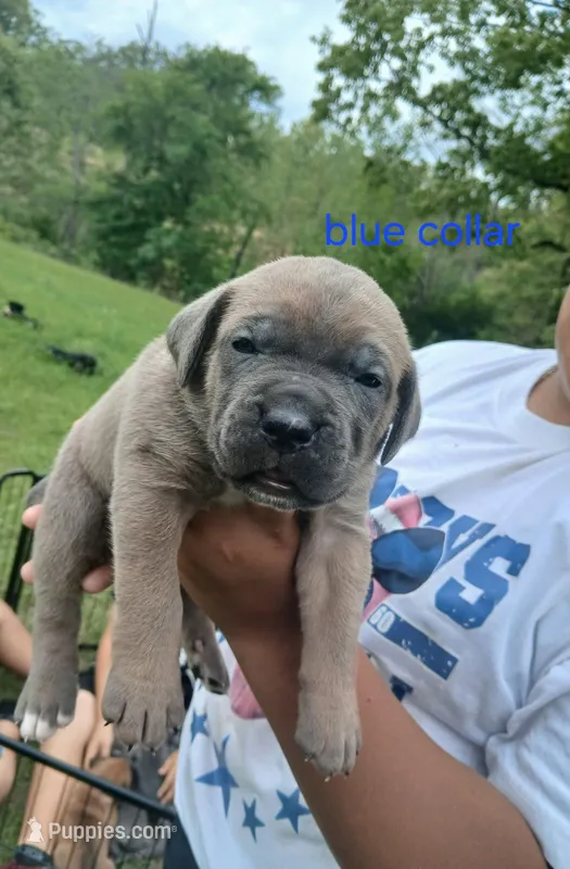 Tugger – Cane Corso puppy for sale in Durant, OK