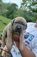 Tugger, a male Cane Corso for sale in Durant, OK – Photo 1 of 4